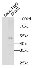 DNA Primase small subunit Antibody - BSA Free