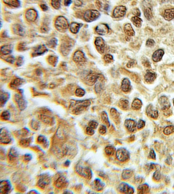 DNA Primase small subunit Antibody - BSA Free