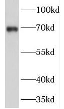 PRICKLE3 Antibody - BSA Free