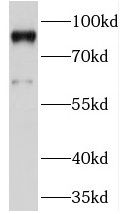 PRICKLE1 Antibody - BSA Free