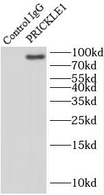 PRICKLE1 Antibody - BSA Free
