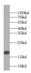PRH1 Antibody - BSA Free