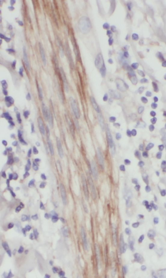 PX19 Antibody - BSA Free