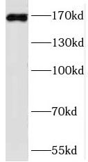 PRDM15 Antibody - BSA Free