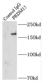 PRDM15 Antibody - BSA Free