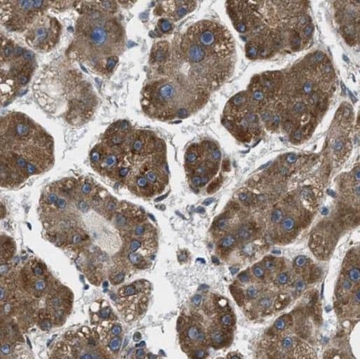 PRAP1 Antibody - BSA Free
