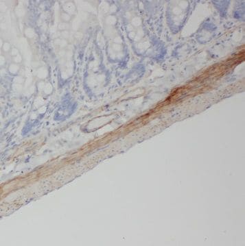 NPY4R Antibody - BSA Free