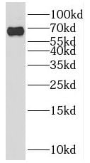 PPWD1 Antibody - BSA Free