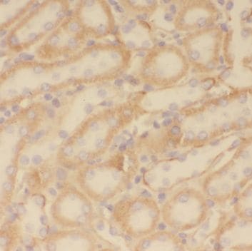 PPT1 Antibody - BSA Free
