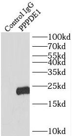 PPPDE1 Antibody - BSA Free