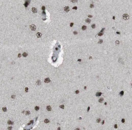 G5pr Antibody - BSA Free