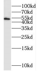 G5pr Antibody - BSA Free