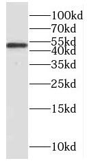 PPP2R2C Antibody - BSA Free