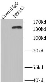 PPFIA3 Antibody - BSA Free
