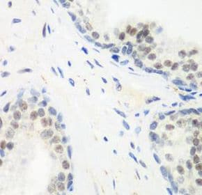 PPAN Antibody - BSA Free
