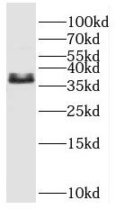 P11 Antibody - BSA Free