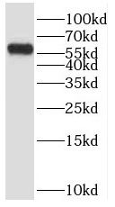 POPDC3 Antibody - BSA Free