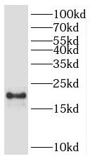 POP7 Antibody - BSA Free