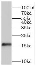 HSPC014 Antibody - BSA Free