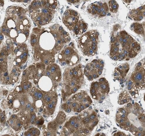 HSPC014 Antibody - BSA Free