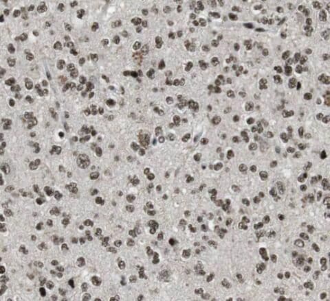 POLR3K Antibody - BSA Free