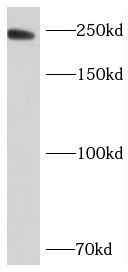NAG Antibody - BSA Free
