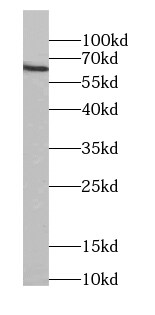 SLC13A1 Antibody - BSA Free