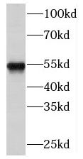 NARS2 Antibody - BSA Free