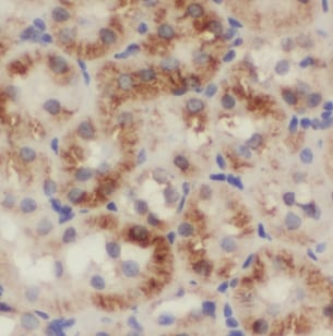 NARS2 Antibody - BSA Free
