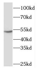NARF Antibody - BSA Free