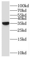 NAPG Antibody - BSA Free