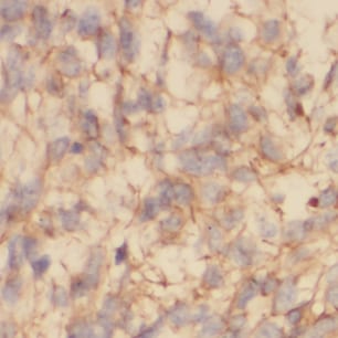 NAPB Antibody - BSA Free