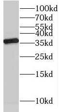 NAPB Antibody - BSA Free