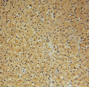 NAP1L4 Antibody - BSA Free