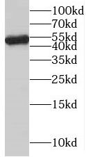 NAP1L4 Antibody - BSA Free