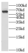 NAGS Antibody - BSA Free