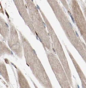 MYPN Antibody - BSA Free