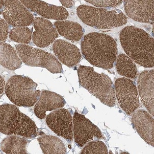 myozenin 3 Antibody - BSA Free