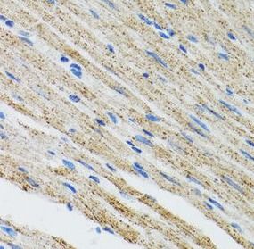 Myotilin Antibody - BSA Free
