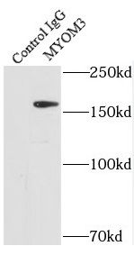MYOM3 Antibody - BSA Free