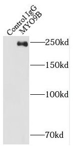 MYO9B Antibody - BSA Free