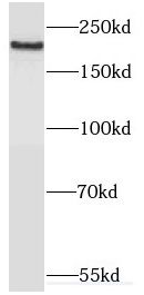 Myosin VIIa Antibody - BSA Free