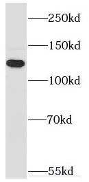 Myosin 1E Antibody - BSA Free