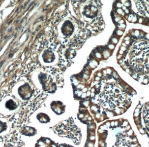Myosin 1A Antibody - BSA Free