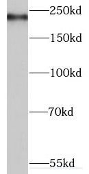 MYO16 Antibody - BSA Free