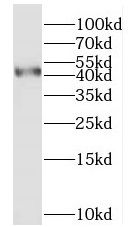 MYLK4 Antibody - BSA Free