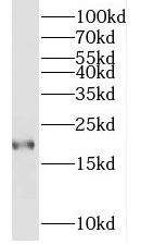 MYL7 Antibody - BSA Free