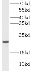 MYL4 Antibody - BSA Free