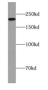 MYH4 Antibody - BSA Free