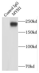 Myosin Heavy Chain 1 Antibody - BSA Free